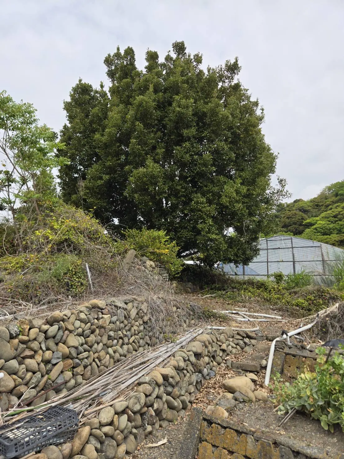 みよし市でシイノキの高木伐採を実施｜株立ち樹木の伐採事例 - Before