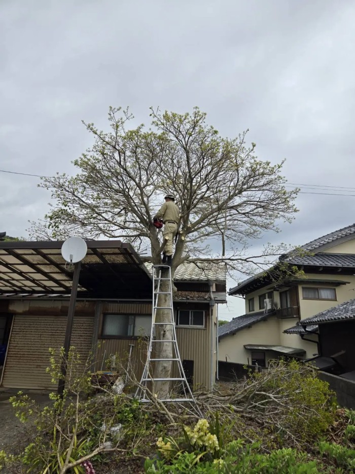 岐阜市でテラス屋根にかかったモチノキを安全に除去｜有限会社名豊テラプリモの特殊伐採事例 - Before