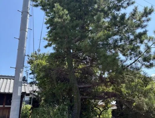 豊田市で高さ10mの松を伐採｜電線に近い樹木を高所作業車で安全に撤去 - Before