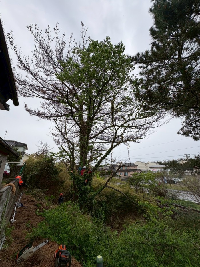 豊田市で高さ約15mの木を伐採｜重機が入れない斜面で特殊伐採を実施 - Before